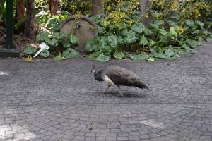 DSC_0196