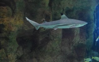 DSC_0071 (2)